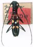 Asynapteron eburnigerum