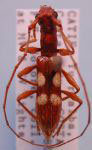 Asynapteron glabriolum