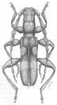 Cecaibidion bivittatum