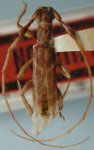 Cephaloplon pedunculatum