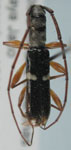 Compsa leucozona