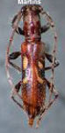 Compsibidion circunflexum