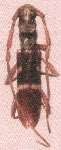 Compsibidion clivum