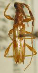 Compsibidion ilium