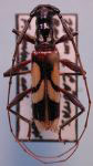  Compsibidion litturatum