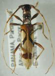  Compsibidion mysticum