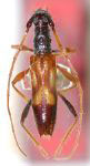  Compsibidion paulista