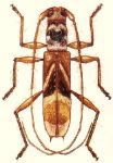  Compsibidion rutha