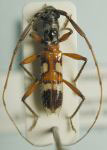  Compsibidion tethys