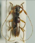  Cycnidolon approximatum