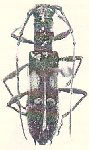  Cycnidolon bruchi