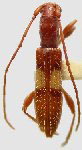  Engyum oculare