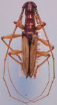  Gnomibidion cylindricum