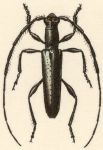  Heterachthes aeneolus