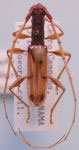 Heterachthes candidus