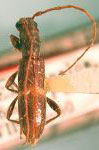  Heterachthes erineus