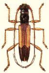  Heterachthes flavicornis