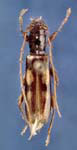  Heterachthes quadrimaculatus   