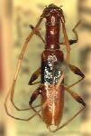  Heterachthes rubricolor