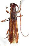  Heterachthes taquatinga