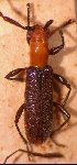  Hormathus bicolor