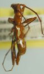  Kunaibidion panamensis