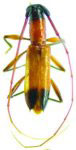  Minibidion captiosus