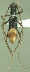  Minibidion tricolor