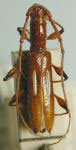  Neocompsa albopilosa
