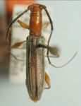  Neocompsa chemsaki