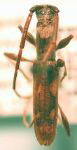  Neocompsa cylindricollis