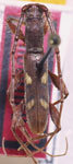 Neocompsa macroscina