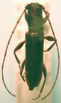  Neocompsa puncticollis puncticollis