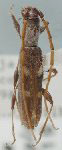  Neocompsa quadriplagiata