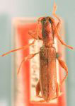  Neocompsa sinaloana