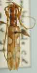  Neocompsa spinosa