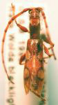  Neocompsa squalida