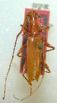  Neocompsa veracruzana