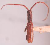  Neocompsa werneri