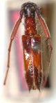  Neoctoplon brunnipenne