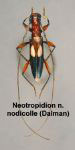  Neotropidion nodicolle nodicolle