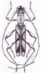  Ophtalmibidion auba