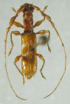  Opsibidion albifasciatum
