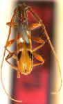  Opsibidion flavocinctum