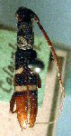  Paracompsa flavofasciata