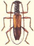  Perissomerus hilairei bimaculatus
