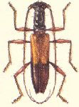  Perissomerus hilairei bimaculatus