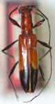  Perissomerus ruficollis