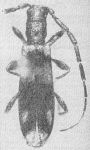  Pygmodeon boreale