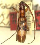  Pygmodeon buscki